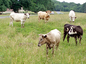 300px-Cows_on_Selsley_Common_-_geograph.org.uk_-_192472